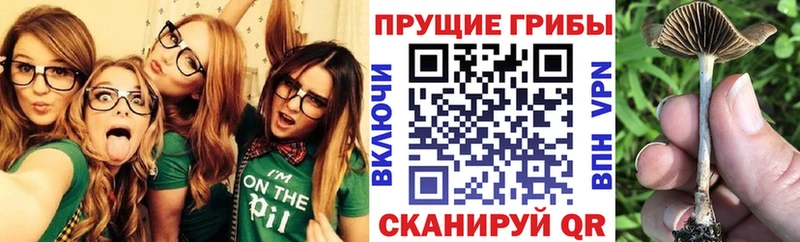 цена наркотик  Бирюсинск  Псилоцибиновые грибы Psilocybine cubensis 